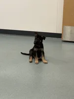 Brown - male GS, a male German Shepherd Dog for sale in Taunton, MA – Photo 7 of 9