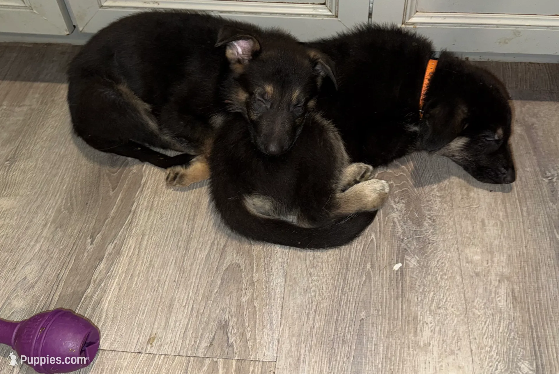 Brown - male GS, a male German Shepherd Dog for sale in Taunton, MA – Photo 9 of 9