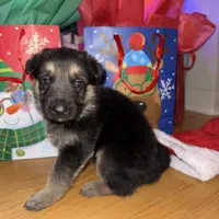 Green boy GS, a male German Shepherd Dog for sale in Taunton, MA – Photo 3 of 10