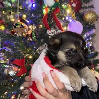 Green boy GS, a male German Shepherd Dog for sale in Taunton, MA – Photo 1 of 10