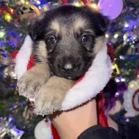 Green boy GS, a male German Shepherd Dog for sale in Taunton, MA – Photo 4 of 10