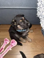 Blue GS male, a female German Shepherd Dog for sale in Taunton, MA – Photo 1 of 6