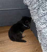 Blue GS male, a female German Shepherd Dog for sale in Taunton, MA – Photo 3 of 6