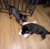 Blue GS male, a female German Shepherd Dog for sale in Taunton, MA – Photo 2 of 6