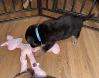 Blue GS male, a female German Shepherd Dog for sale in Taunton, MA – Photo 4 of 6