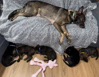 Blue GS male, a female German Shepherd Dog for sale in Taunton, MA – Photo 6 of 6