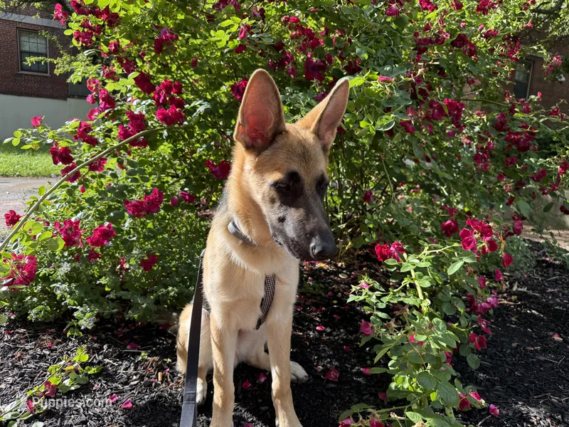 Bizkit – German Shepherd Dog puppy for sale in Taunton, MA