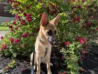 Bizkit, a male German Shepherd Dog for sale in Taunton, MA – 1 of 6