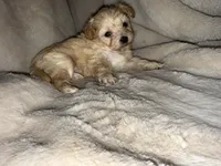 Tan girl , a female Yorkshire Terrier and Poodle - Toy  for sale in Taunton, MA – 1 of 3