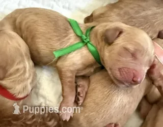 GUS – English Goldendoodle puppy for sale in Porter Ranch, CA