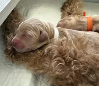 WILLOW, a female English Goldendoodle for sale in Porter Ranch, CA – 2 of 3