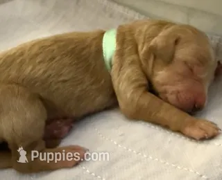 ANYA – English Goldendoodle puppy for sale in Porter Ranch, CA