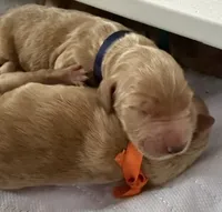 DAKOTA, a female English Goldendoodle for sale in Porter Ranch, CA – 3 of 4