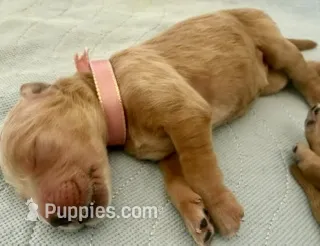PENELOPE – English Goldendoodle puppy for sale in Porter Ranch, CA