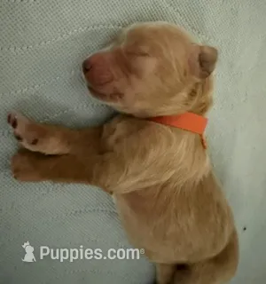 OLIVIA – English Goldendoodle puppy for sale in Porter Ranch, CA