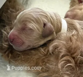 WILLOW – English Goldendoodle puppy for sale in Porter Ranch, CA