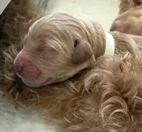 WILLOW, a female English Goldendoodle for sale in Porter Ranch, CA – 1 of 3
