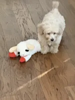 Cookie, a male Cockapoo for sale in Concord, NC – 6 of 8