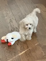 Cookie, a male Cockapoo for sale in Concord, NC – 5 of 8