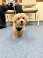 Cookie, a male Cockapoo for sale in Concord, NC – 8 of 8