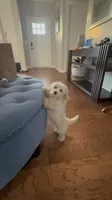 Cookie, a male Cockapoo for sale in Concord, NC – 4 of 8