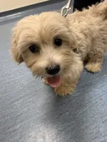 Cookie, a male Cockapoo for sale in Concord, NC – 2 of 8