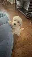 Cookie, a male Cockapoo for sale in Concord, NC – 3 of 8