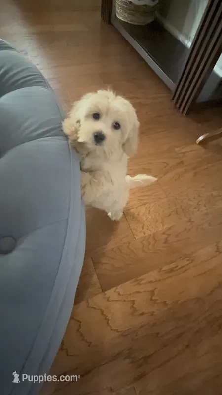 Cookie – Cockapoo puppy for sale in Concord, NC