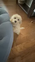 Cookie, a male Cockapoo for sale in Concord, NC – 1 of 8