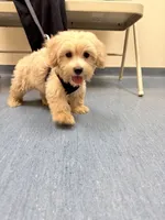 Cookie, a male Cockapoo for sale in Concord, NC – 7 of 8