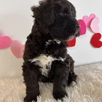 Bo, a male Portuguese Water Dog for sale in Sugarcreek, OH – Photo 3 of 3