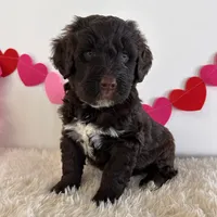 Bo, a male Portuguese Water Dog for sale in Sugarcreek, OH – Photo 2 of 3