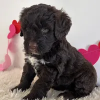 Bo, a male Portuguese Water Dog for sale in Sugarcreek, OH – Photo 1 of 3