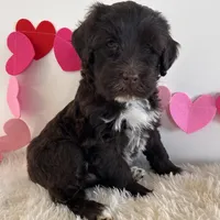 Bear, a male Portuguese Water Dog for sale in Sugarcreek, OH – Photo 3 of 3
