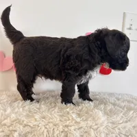 Bear, a male Portuguese Water Dog for sale in Sugarcreek, OH – Photo 2 of 3