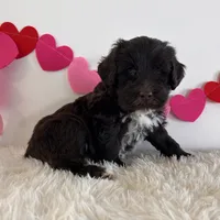 Bear, a male Portuguese Water Dog for sale in Sugarcreek, OH – Photo 1 of 3