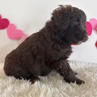 Candy, a female Portuguese Water Dog for sale in Sugarcreek, OH – Photo 2 of 2