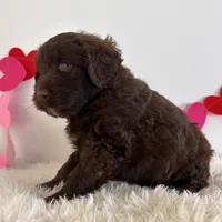 Candy, a female Portuguese Water Dog for sale in Sugarcreek, OH – Photo 1 of 2