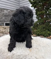 Ivy, a female Portuguese Water Dog for sale in Sugarcreek, OH – Photo 2 of 3