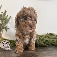 Jingle, a male Poodle - Toy  for sale in Sugarcreek, OH – Photo 4 of 4