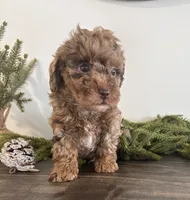 Jingle, a male Poodle - Toy  for sale in Sugarcreek, OH – Photo 4 of 4