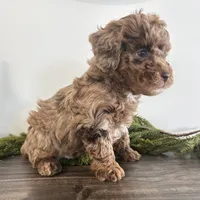 Jingle, a male Poodle - Toy  for sale in Sugarcreek, OH – Photo 3 of 4