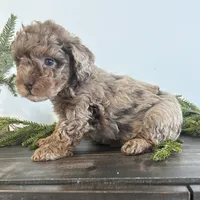 Jingle, a male Poodle - Toy  for sale in Sugarcreek, OH – Photo 1 of 4