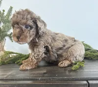 Jingle, a male Poodle - Toy  for sale in Sugarcreek, OH – Photo 1 of 4