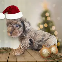 Jingle, a male Poodle - Toy  for sale in Sugarcreek, OH – Photo 2 of 4