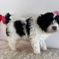 Blaze, a male Portuguese Water Dog for sale in Sugarcreek, OH – Photo 3 of 4