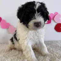 Blaze, a male Portuguese Water Dog for sale in Sugarcreek, OH – Photo 4 of 4