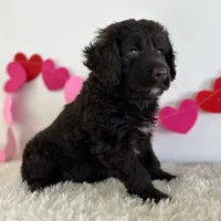 Coco, a male Portuguese Water Dog for sale in Sugarcreek, OH – Photo 3 of 3