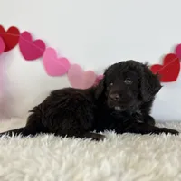 Coco, a male Portuguese Water Dog for sale in Sugarcreek, OH – Photo 1 of 3