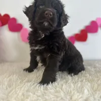 Coco, a male Portuguese Water Dog for sale in Sugarcreek, OH – Photo 2 of 3